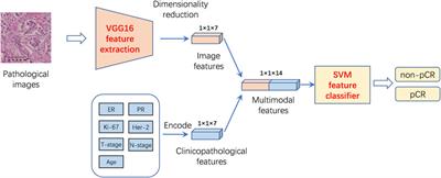 Deep learning-based predictive model for pathological complete response to neoadjuvant chemotherapy in breast cancer from biopsy pathological images: a multicenter study